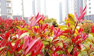 绿化带植物红色叶子有什么,绿化带植物有哪些 红色叶子的植物